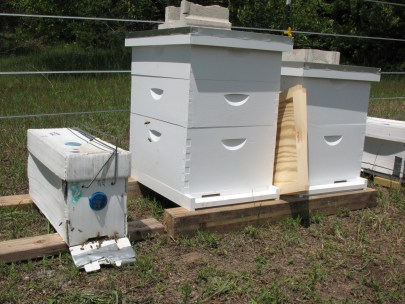 Bee transport next to new home.