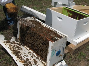 Checking the frames.