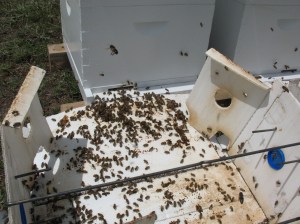 Stragglers, joining the rest in their new home.