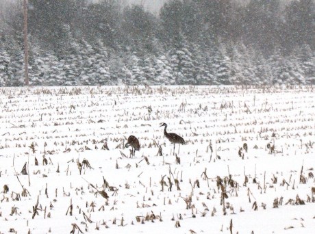 Snow Cranes