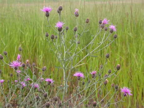 spotted knapweed 1